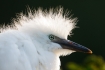 Egret;Egretta-thula;Nest;Nesting;Nesting-Bird;Offspring;Snowy-Egret;aerie;chick;